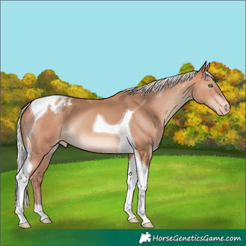 Horse Color:Silver Sable Champagne Tobiano Appaloosa