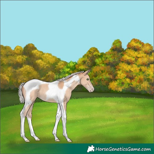 Horse Color:Silver Classic Champagne Tobiano