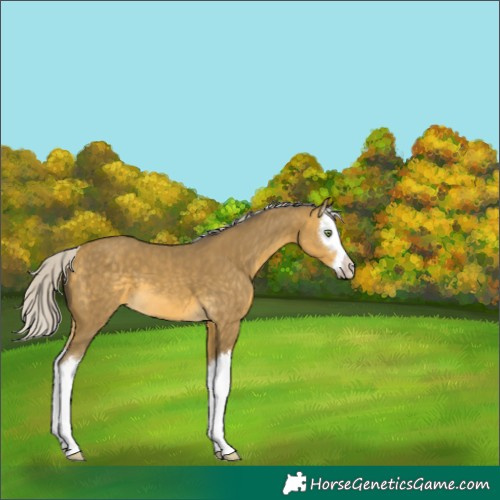 Horse Color:Silver Sable Cream Champagne Splash
