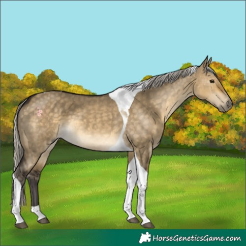 Horse Color:Silver Buckskin Dun Tobiano