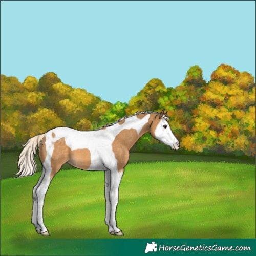 Horse Color:Palomino Splash Tobiano 