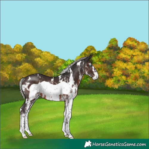 Horse Color:White Spotted Silver Brown Frame Rabicano