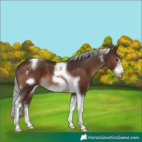 Horse Color:Silver Brown Tobiano Frame