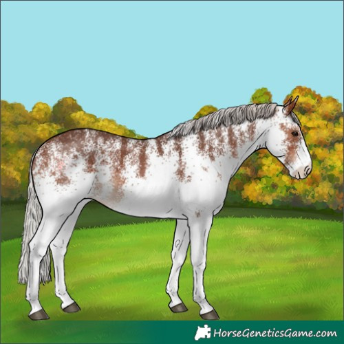 Horse Color:White Spotted Silver Brown Rabicano 