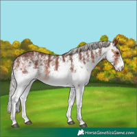 Horse Color:White Spotted Silver Brown Rabicano 