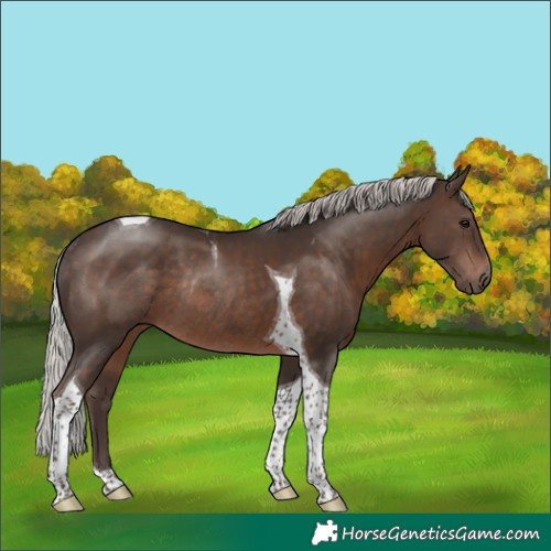 Horse Color:Silver Brown Tobiano Rabicano