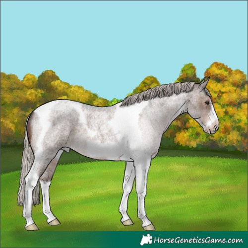Horse Color:Silver Brown Roan Tobiano Frame