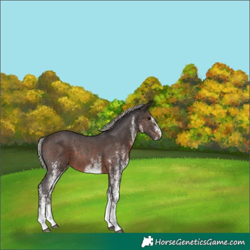 Horse Color:White Spotted Silver Brown Rabicano 