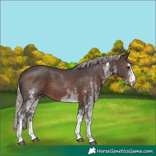 Horse Color:White Spotted Silver Brown Rabicano