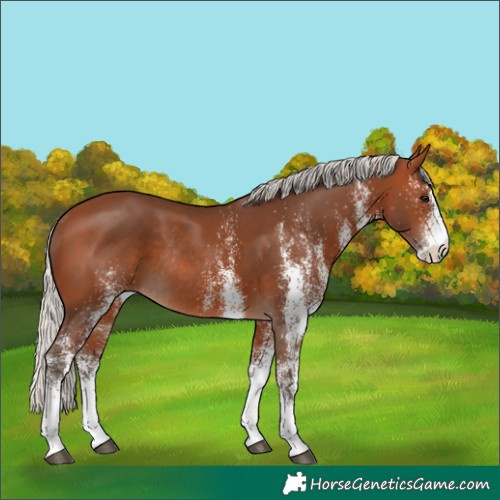Horse Color:White Spotted Silver Brown Rabicano 