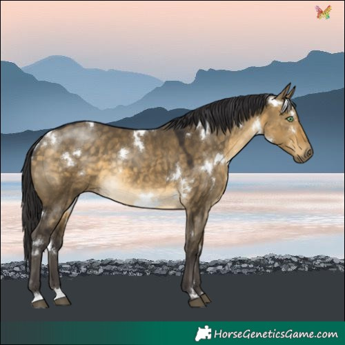 Horse Color:White Spotted Buckskin Dun Rabicano 