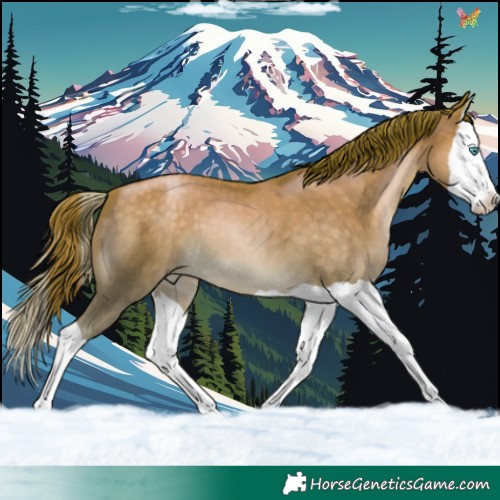 Horse Color:Buckskin Pearl Splash 