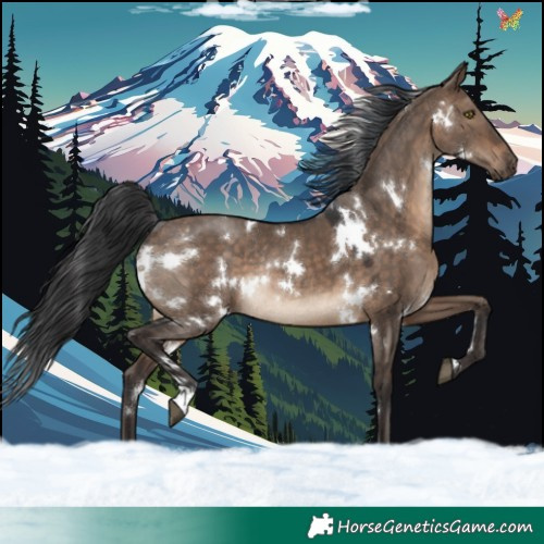 Horse Color:White Spotted Brown Dun Rabicano 