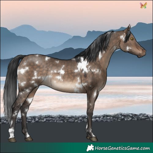 Horse Color:White Spotted Brown Dun Rabicano 