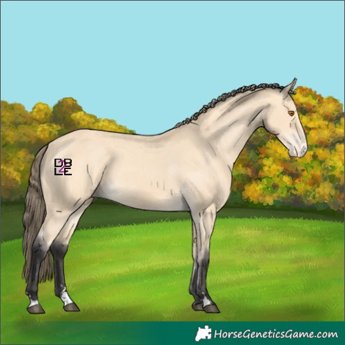 Horse Color:Buckskin Appaloosa 