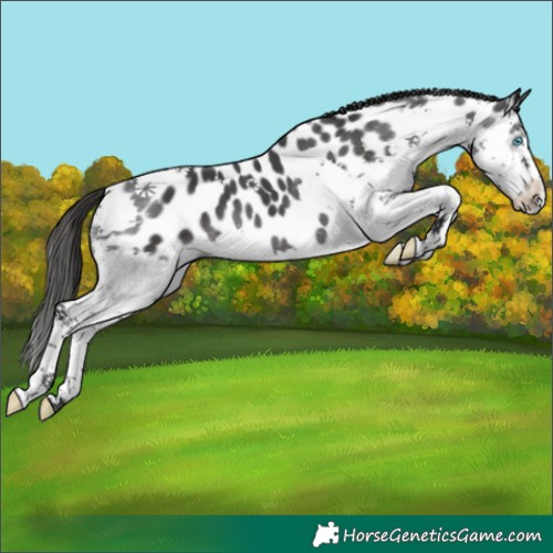 Horse Color:Black Splash Appaloosa
