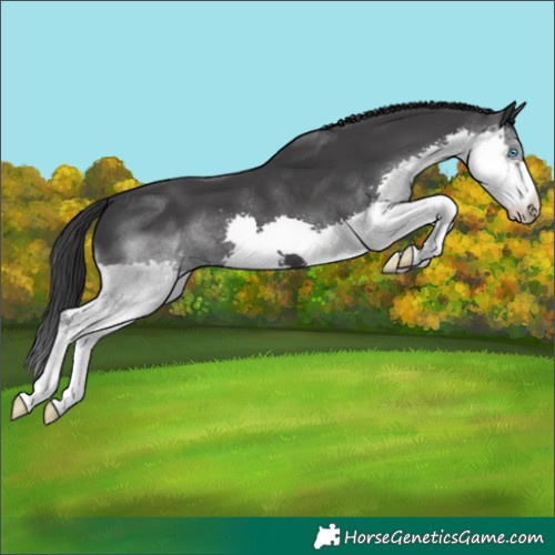 Horse Color:Black Splash