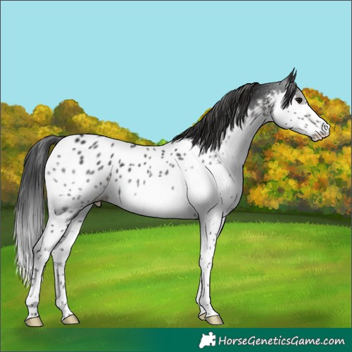 Horse Color:Black Splash Appaloosa 
