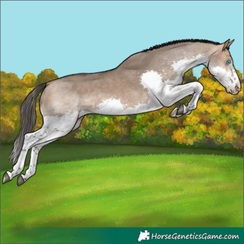 Horse Color:Bay Dun Splash 