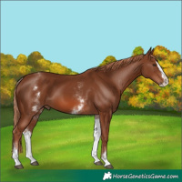 Horse Color:White Spotted Chestnut Splash