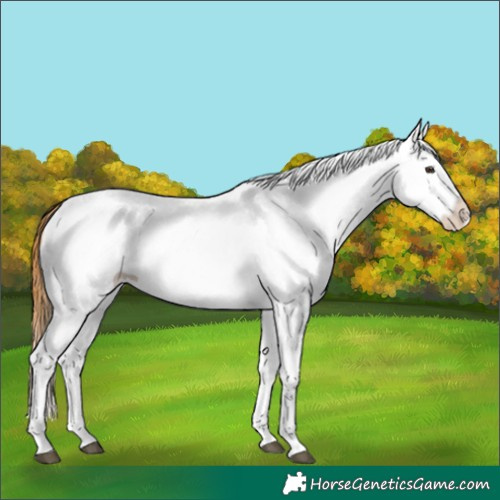 Horse Color:White Spotted Chestnut Splash