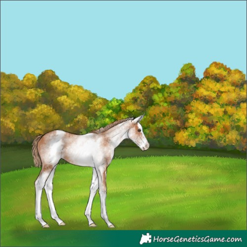 Horse Color:White Spotted Chestnut Splash 