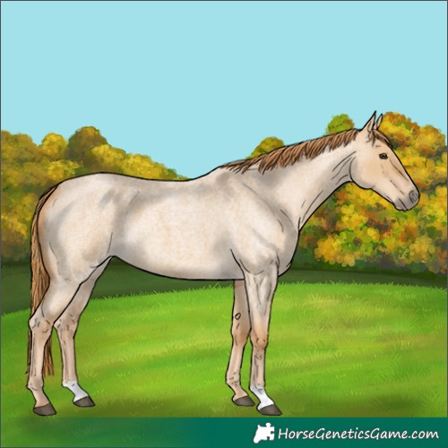 Horse Color:Red Dun Roan