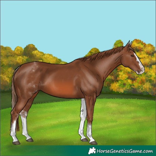Horse Color:White Spotted Chestnut Splash 