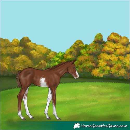 Horse Color:White Spotted Chestnut Splash