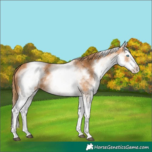 Horse Color:White Spotted Chestnut Splash