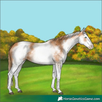 Horse Color:White Spotted Chestnut Splash 