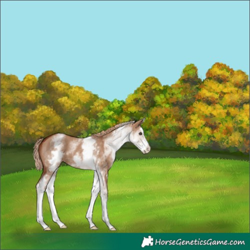 Horse Color:White Spotted Red Dun Splash 