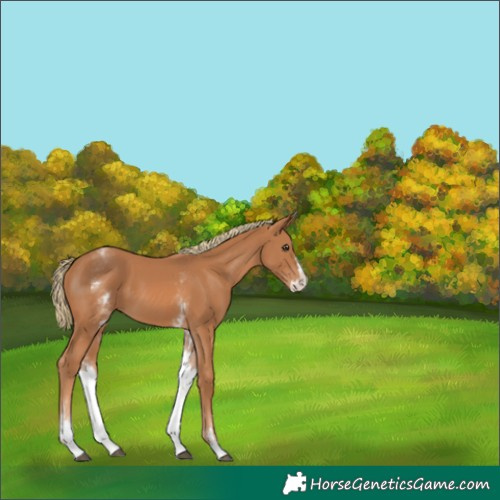 Horse Color:White Spotted Chestnut Splash 