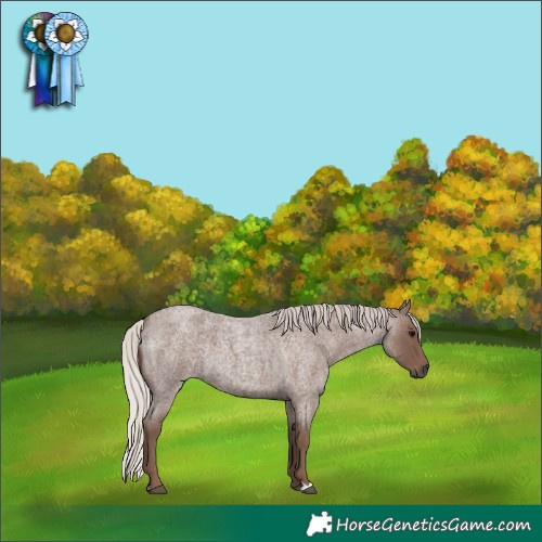 Horse Color:Silver Blue Roan 