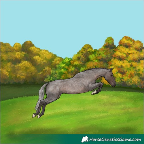 Horse Color:Silver Blue Roan