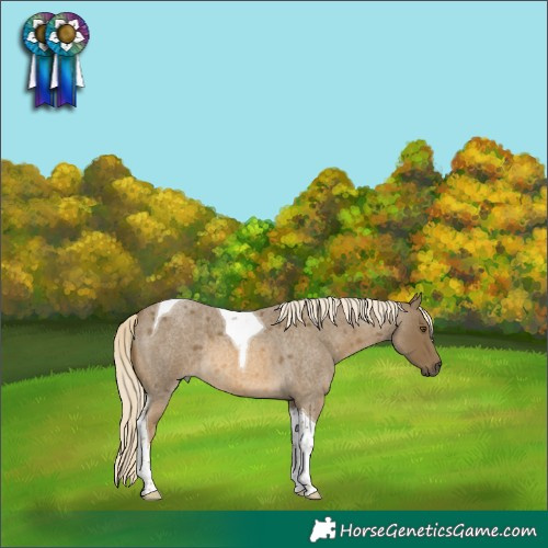Horse Color:Chocolate Palomino Roan Mushroom Tobiano 