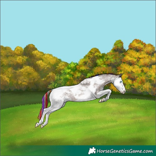 Horse Color:Painted Liver Red Roan Splash Tobiano