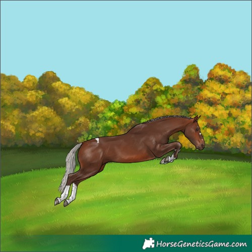 Horse Color:Silver Brown Tobiano 
