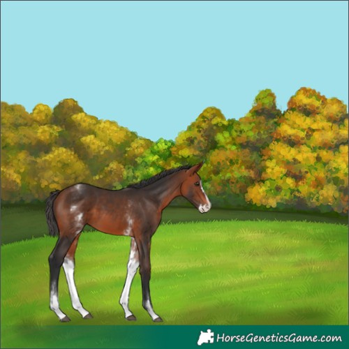 Horse Color:White Spotted Bay Splash 