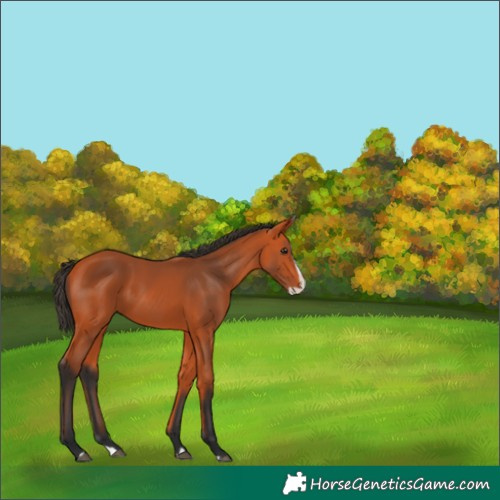 Horse Color:Bay Splash 