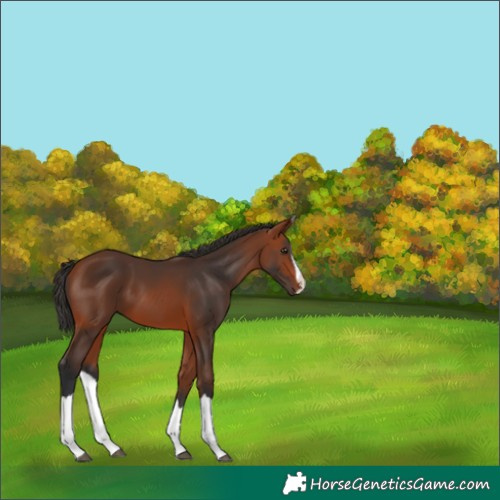Horse Color:Bay Splash Rabicano