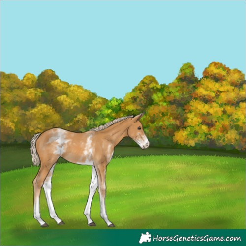 Horse Color:White Spotted Palomino