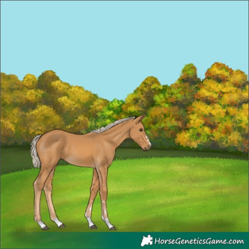 Horse Color:Palomino 