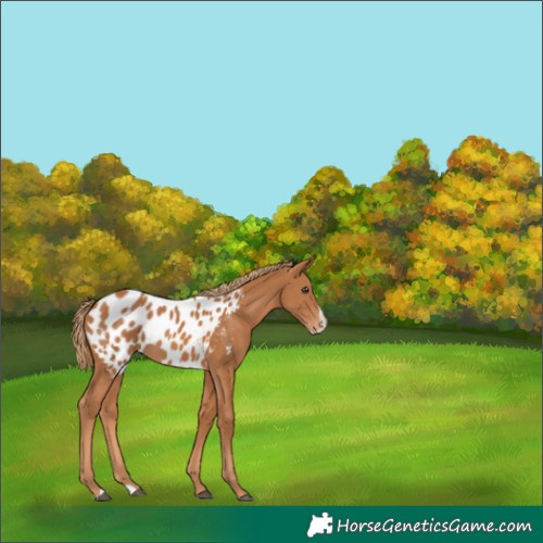 Horse Color:Chestnut Splash Appaloosa