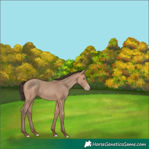 Horse Color:Amber Champagne