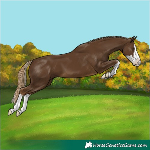 Horse Color:Chocolate Palomino Splash 