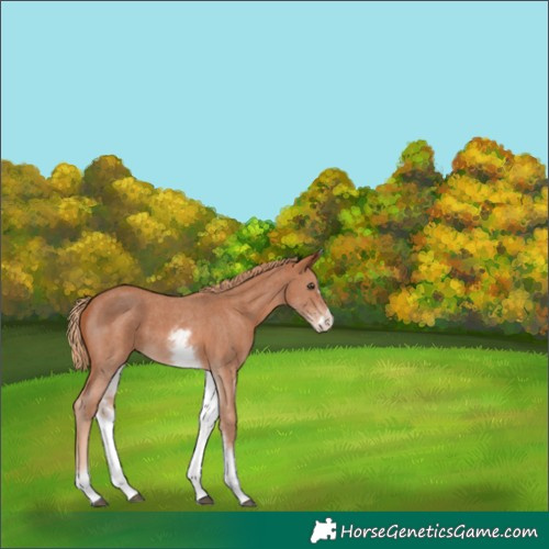 Horse Color:White Spotted Chestnut Sabino Splash