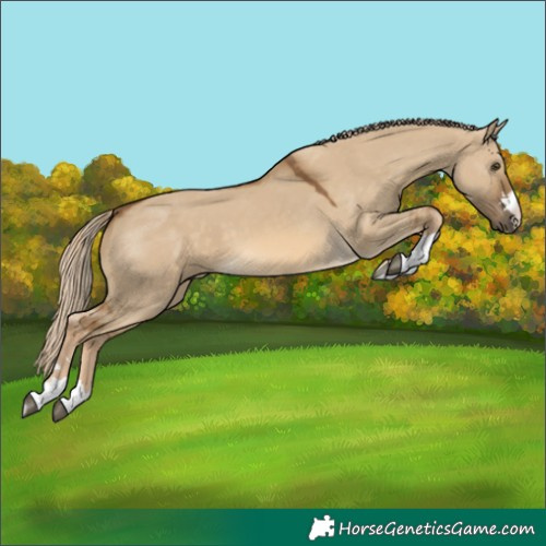 Horse Color:Chocolate Palomino Dun 