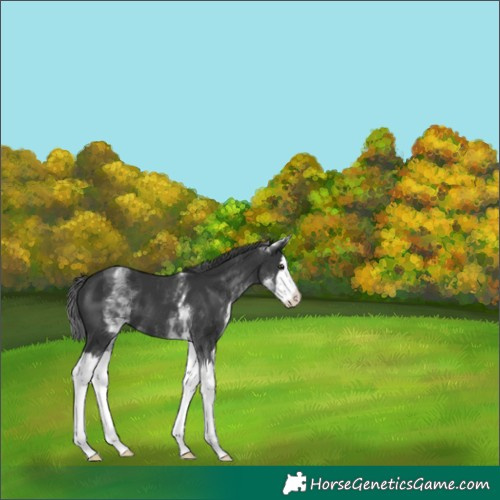 Horse Color:White Spotted Black Splash