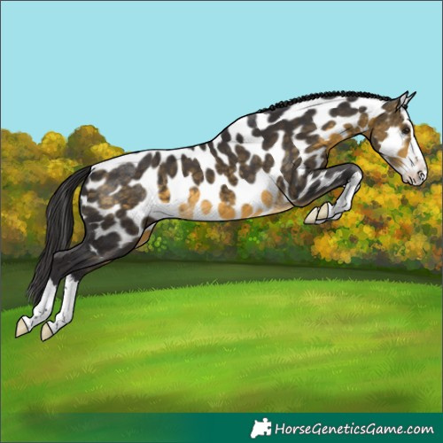 Horse Color:Buckskin Splash Appaloosa 